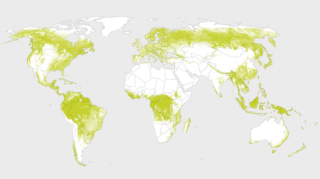 What's destroying the world's forests?