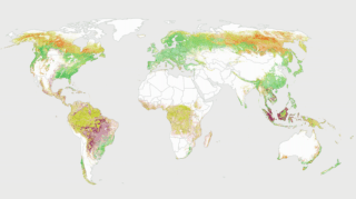 What's destroying the world's forests?