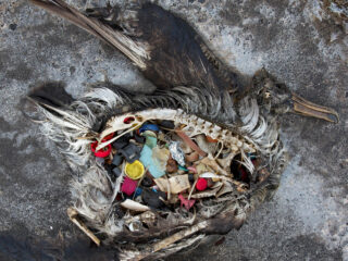 The remains of a bird lying on a concrete surface, with its ribcage exposed, revealing various pieces of plastic debris inside its body.